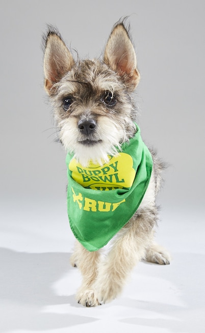 Puppy Bowl XV